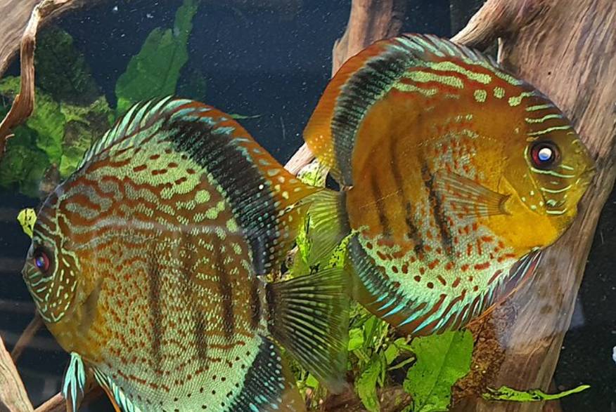 Ikan Discus