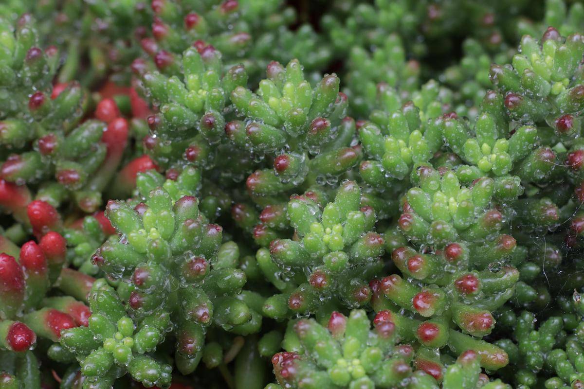 ilustrasi tanaman sedum