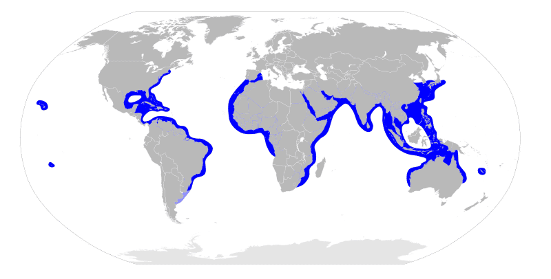 ilustrasi peta persebaran hiu martil bergerigi (commons.wikimedia.org/Ninjatacoshell)