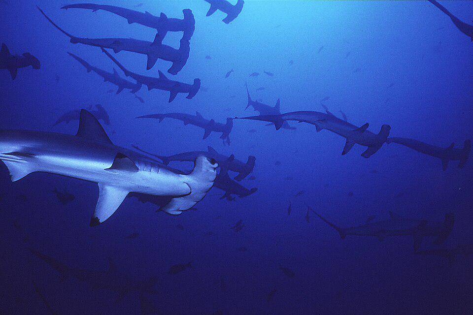 kawanan hiu martil bergerigi bergerak bersama (commons.wikimedia.org/Seawatch.org)
