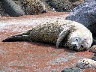 anak anjing laut tutul (commons.wikimedia.org/コムケ)