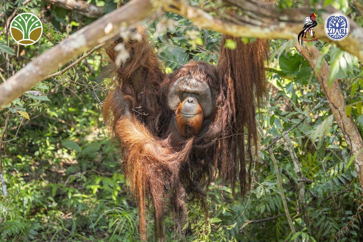 Orangutan di Ketapang dilepasliarkan.