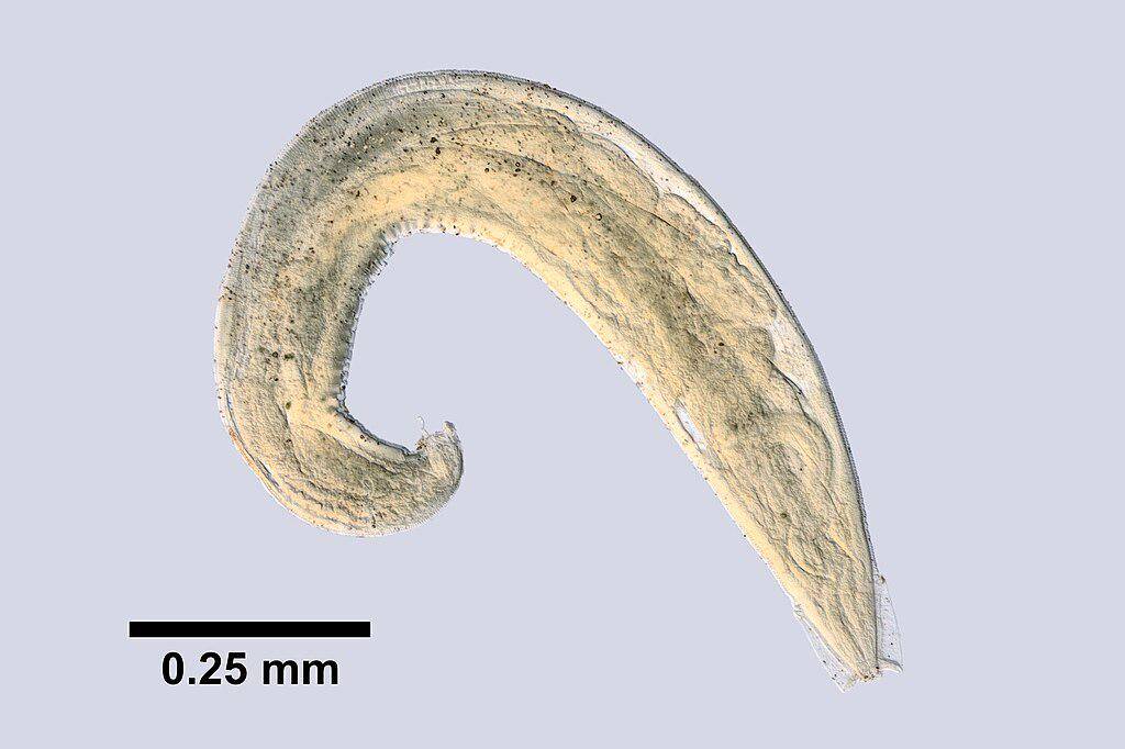 Enterobius vermicularis atau cacing kremi. (commons.wikimedia.org/https://www.gbif.org/occurrence/1457533398)