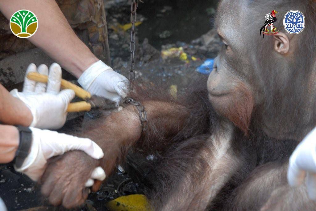 Jojo orangutan di Kalbar dikurung di kandang oleh warga.