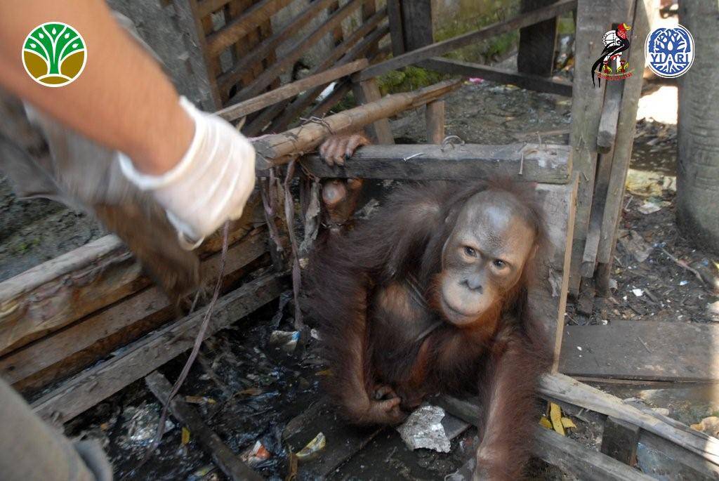 Orangutan Jojo dilepasliarkan usai 20 tahun hidup di kandang.