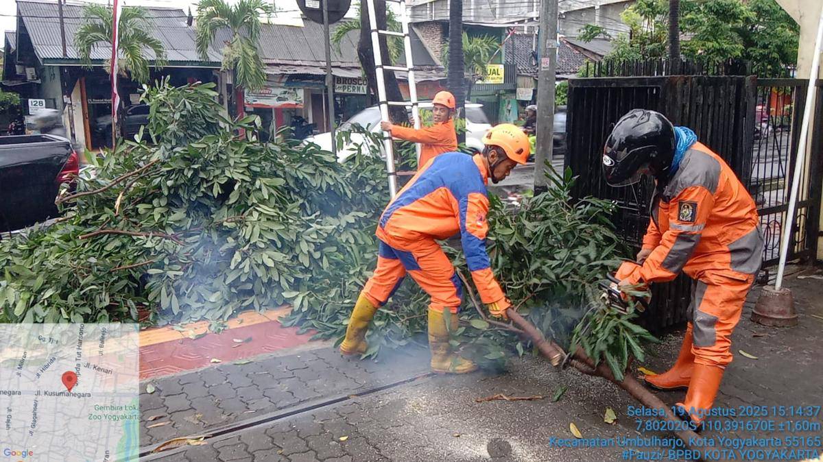 Dampak Cuaca Ekstrem di DIY, Pohon Tumbang hingga Korban Luka