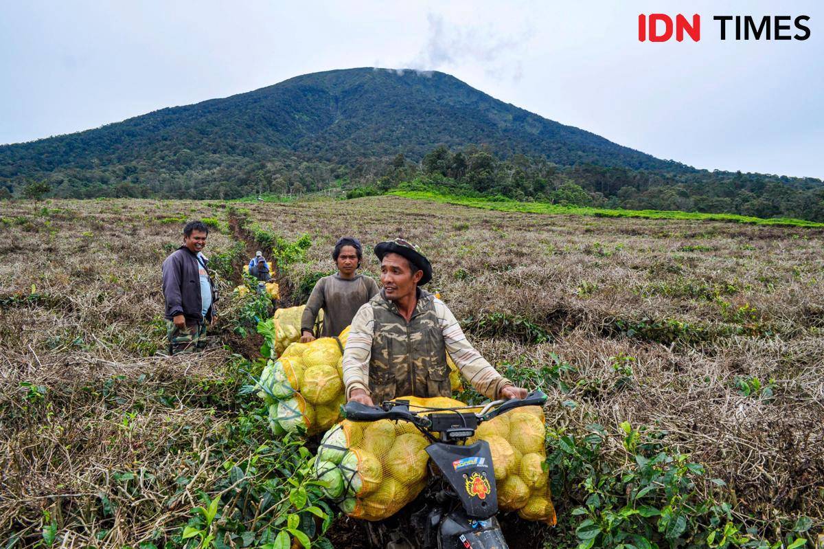 Petani sayur di kaki Gunung Dempo tengah mengangkut hasil panen.
