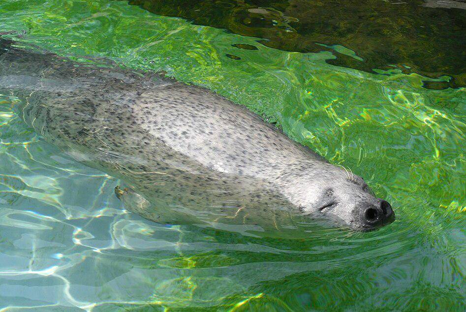 anjing laut tutul asyik berenang (commons.wikimedia.org/senryuto)