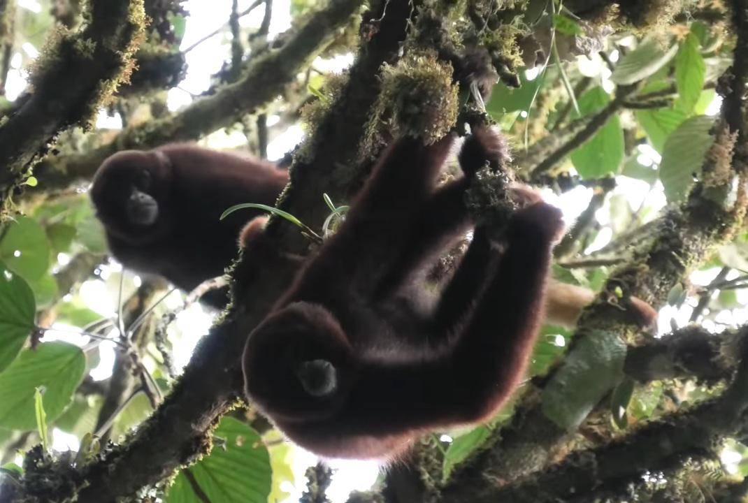 Yellow-tailed Woolly Monkey (dok. Thug Hamster/Yellow-Tailed Woolly Monkey)