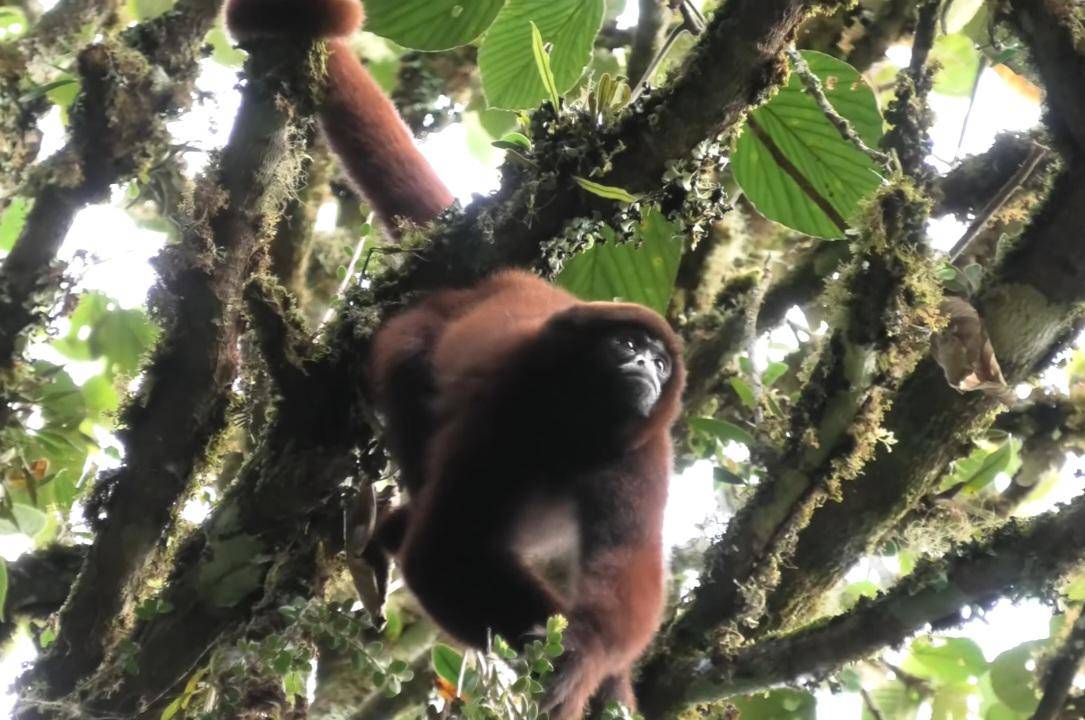 Yellow-tailed Woolly Monkey (dok. Thug Hamster/Yellow-Tailed Woolly Monkey)