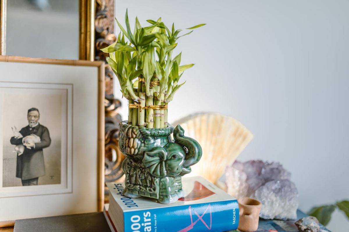 ilustrasi tanaman hias lucky bamboo 