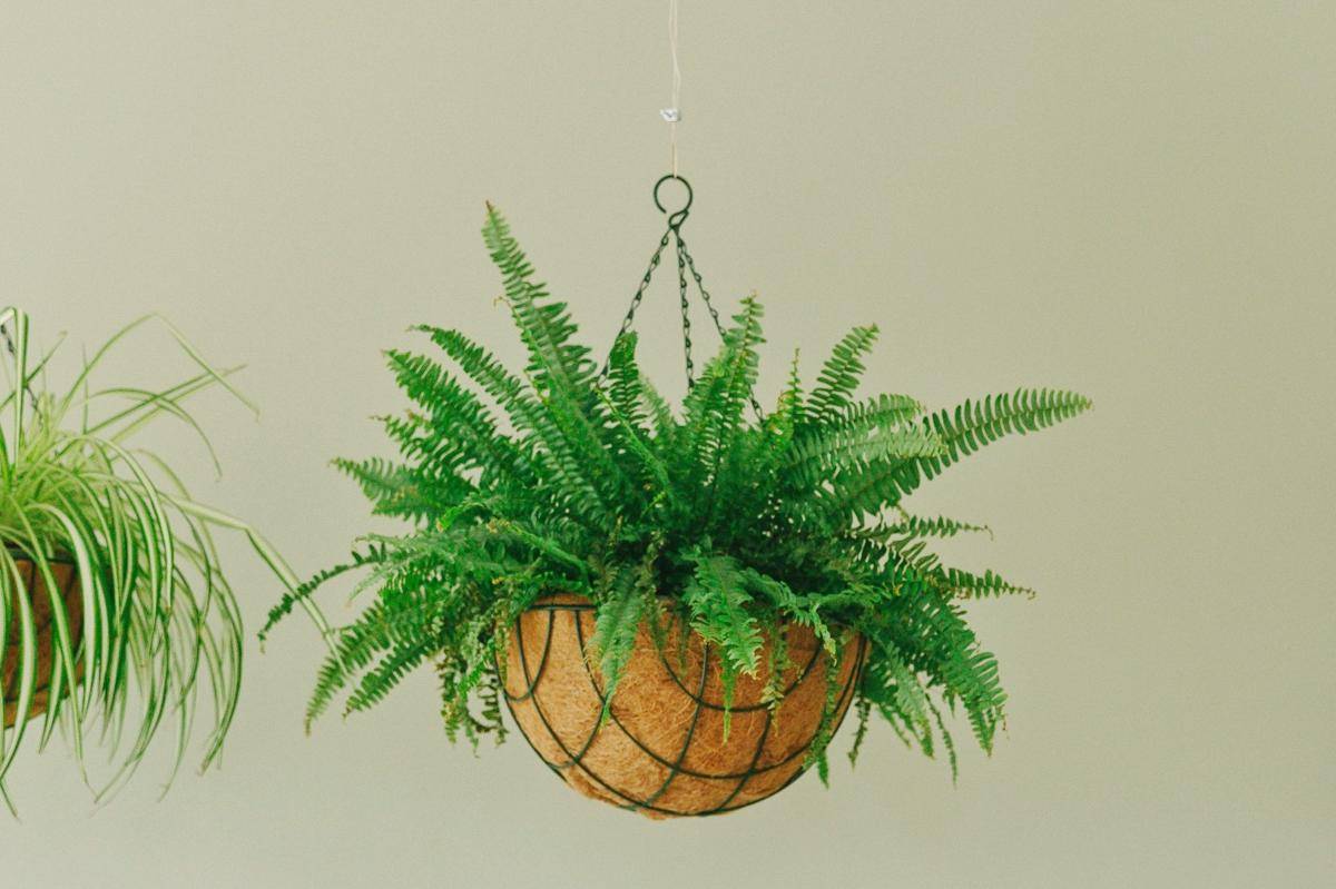 ilustrasi tanaman gantung bostorn fern (pexels.com/Thirdman)