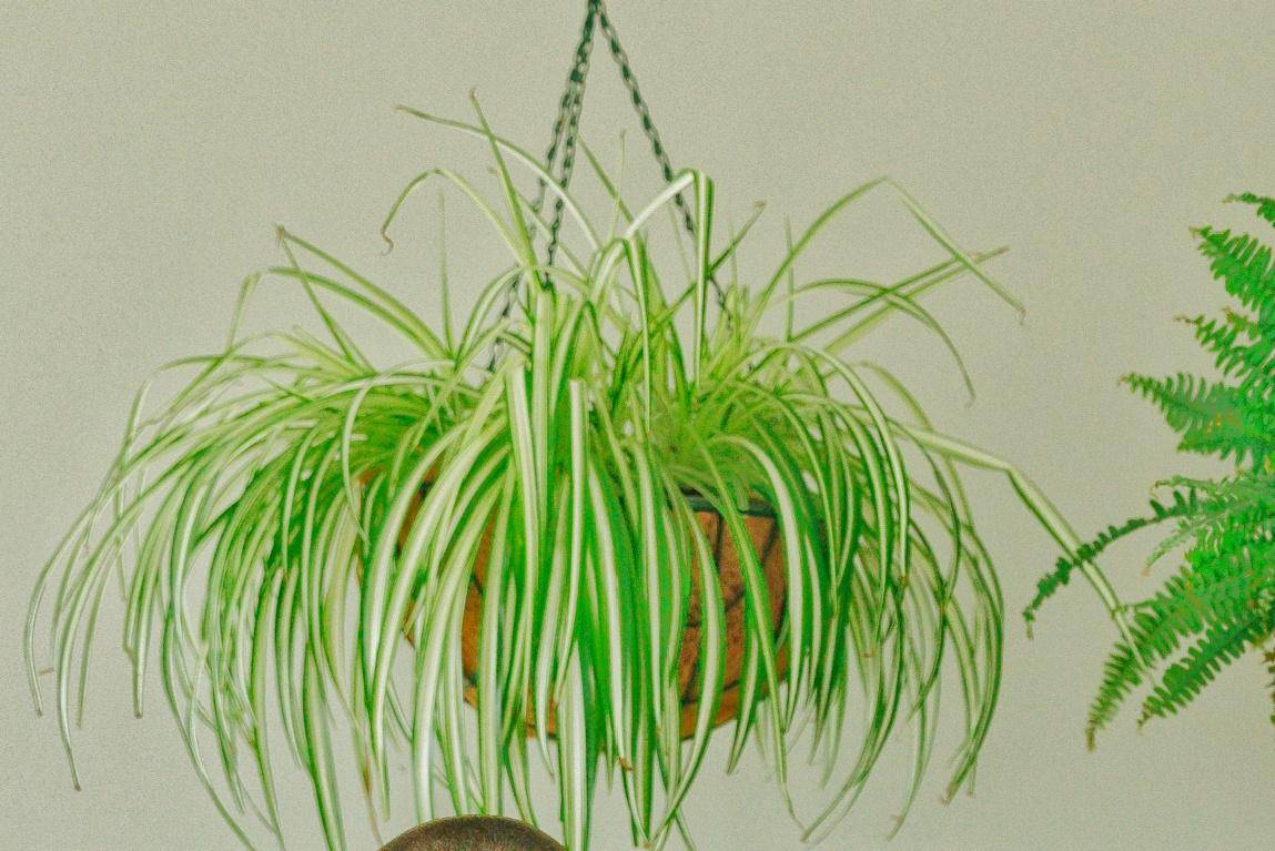 ilustrasi tanaman gantung spider plant (pexels.com/Thirdman)