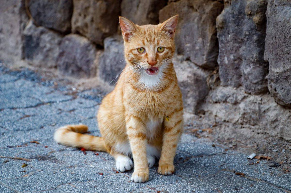 ilustrasi kucing liar (pexels.com/Sule Cabuk)