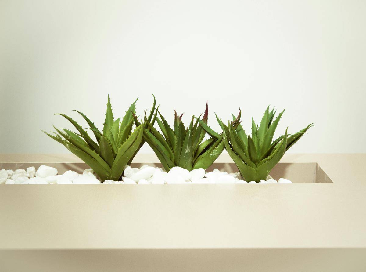 ilustrasi aloe vera (pexels.com/Cecília O. Tommasini)