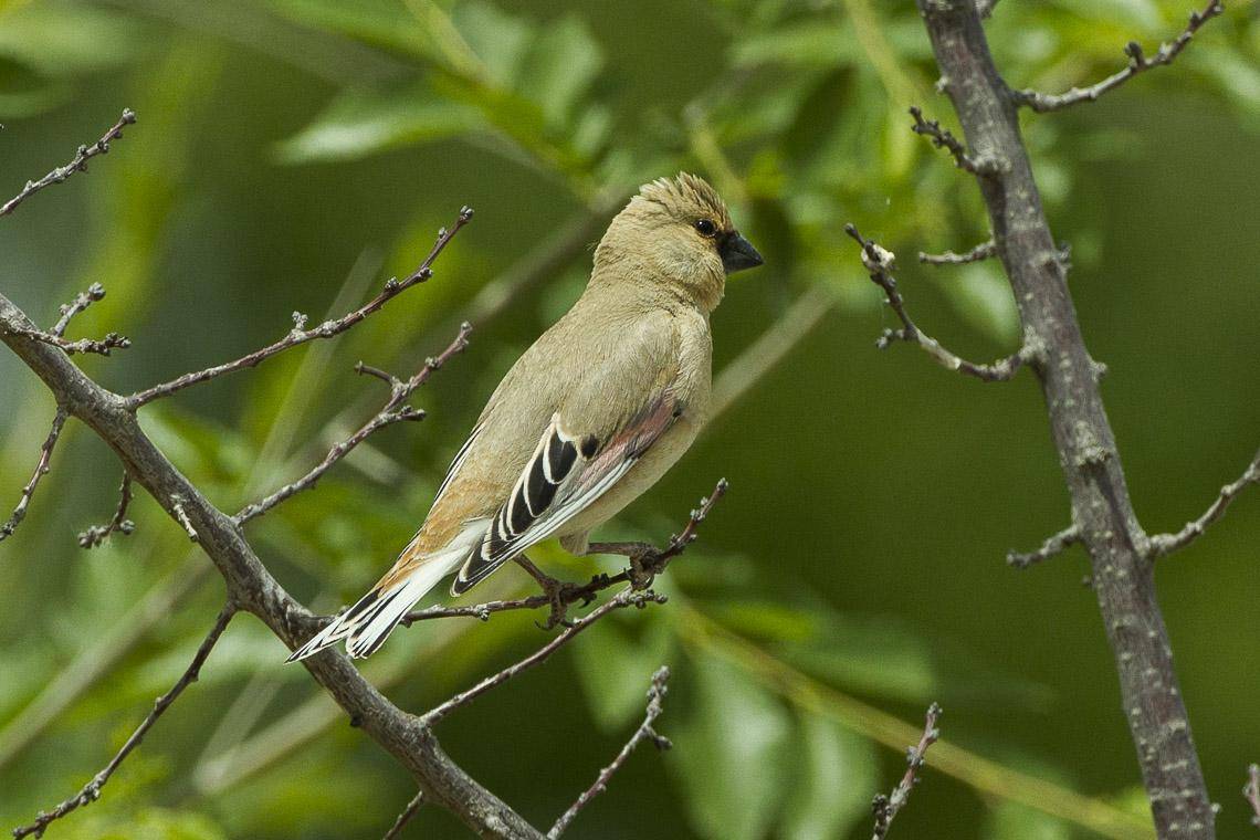 Pipit Gurun