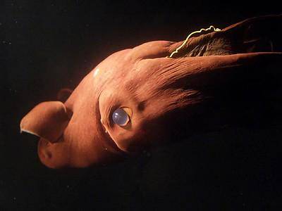 Ilustrasi vampire squid yang dijuluki vampir dari neraka (flickr.com/AndyAJ1)