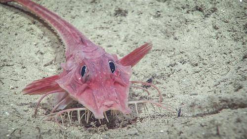 Ilustrasi ikan searobin yang bisa berjalan di laut (flickr.com/NOAA Ocean Exploration & Research)
