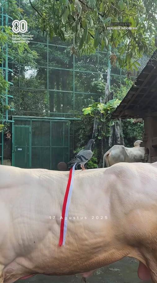 Peliharaan Irfan Hakim Ikut Semarak 17-an (Instagram.com/irfanhakim75)