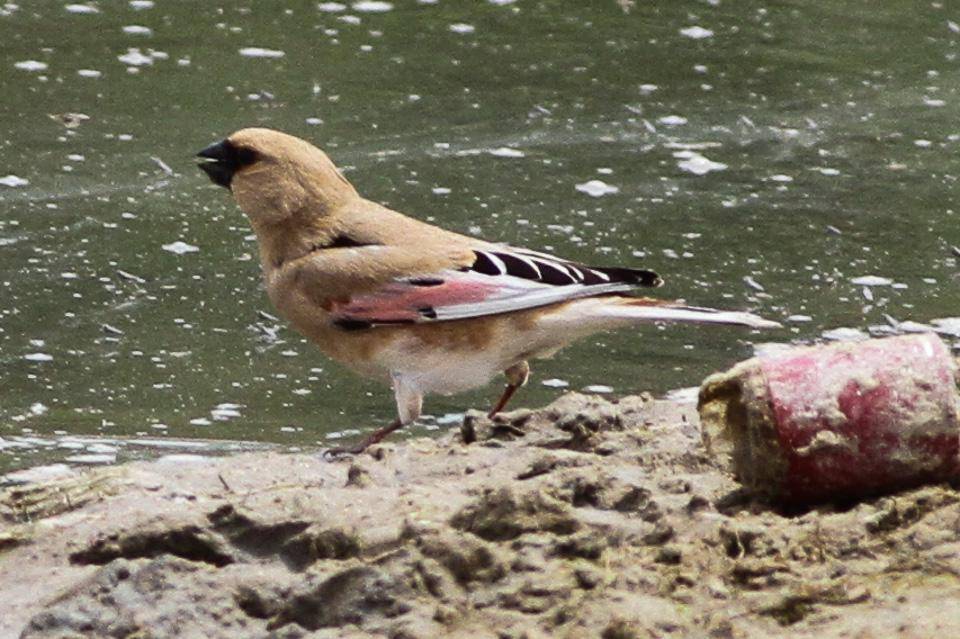 Pipit Gurun