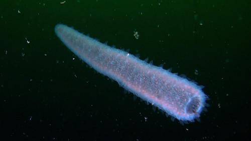 Ilustrasi pyrosome berbentuk tabung yang sebenarnya merupakan koloni hewan laut (flickr.com/Nannete Van Antwerp)