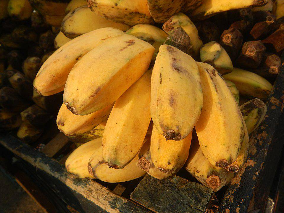 ilustrasi pisang kepok (commons.wikimedia.org/Judgefloro)