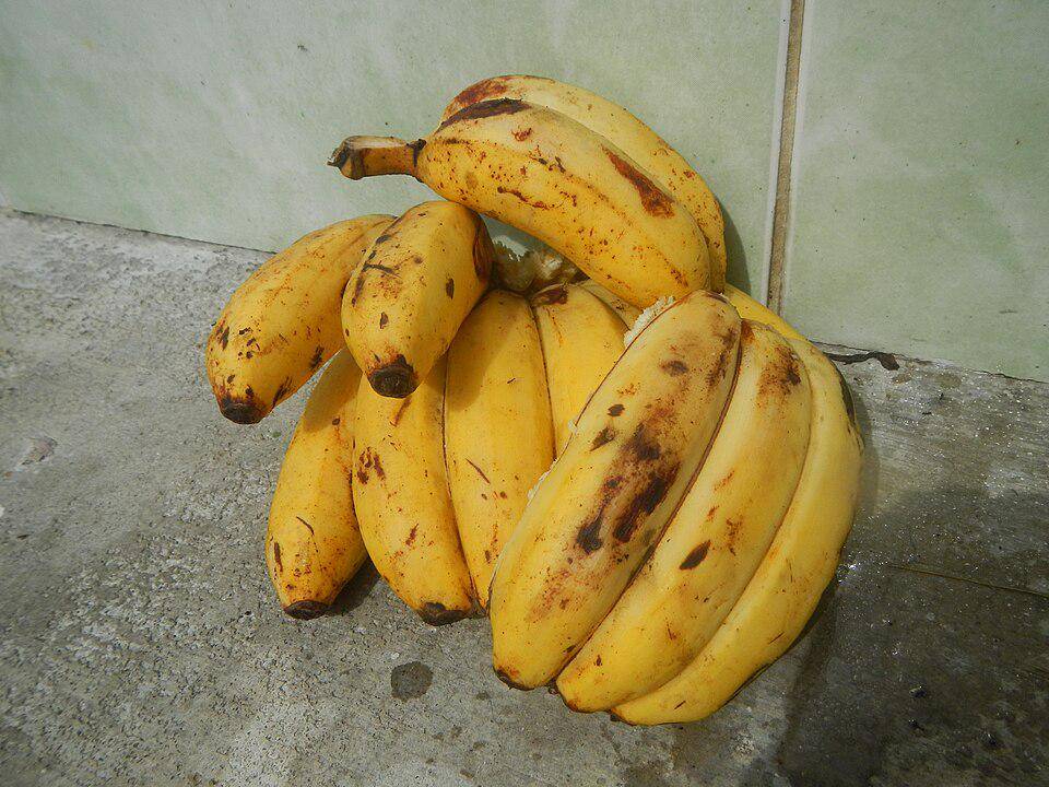 ilustrasi pisang (commons.wikimedia.org/Judgefloro)