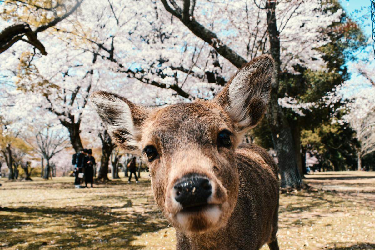 ilustrasi seekor rusa di Nara Park (unsplash.com/Agathe)