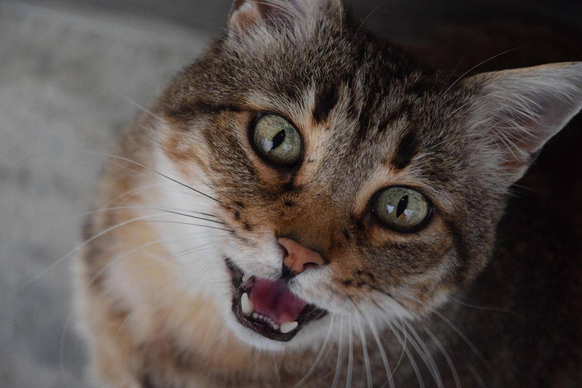 Potret kucing mengeong (pixabay.com/ClaraMD)  