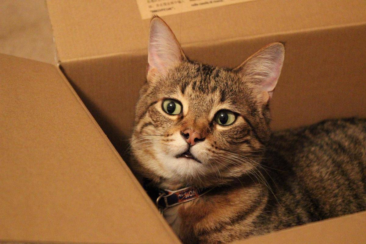 Potret kucing dalam kardus (pixabay.com/kaylaflam)  