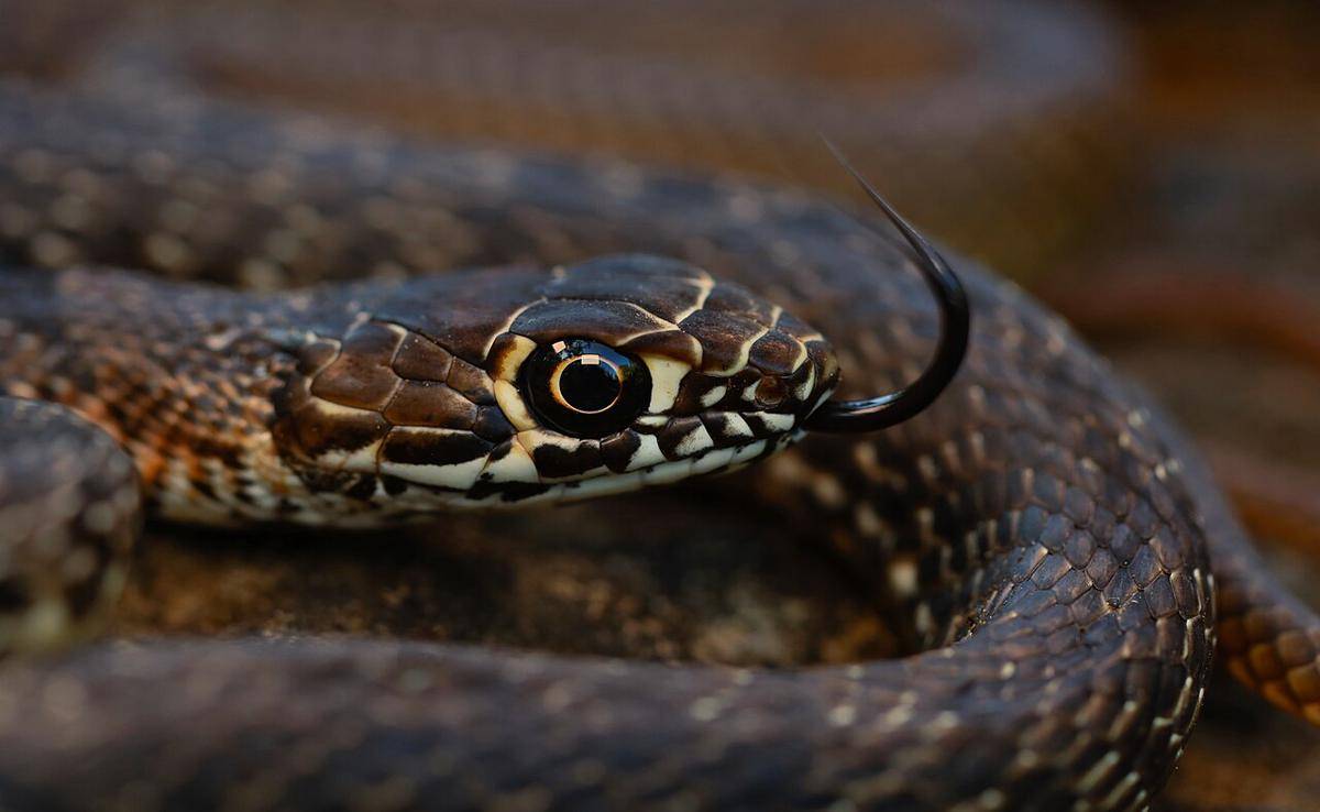 coachwhip (commons.wikimedia.org/Peter Paplanus)