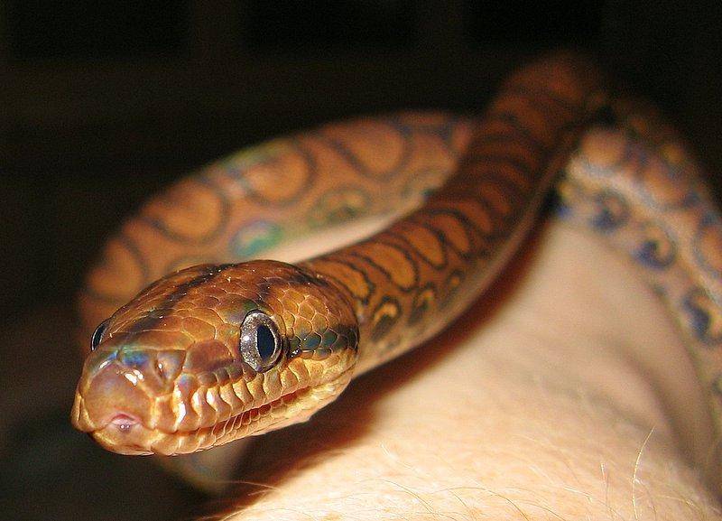 boa pelangi muda di tangan manusia (commons.wikimedia.org/Angela Rothermann)