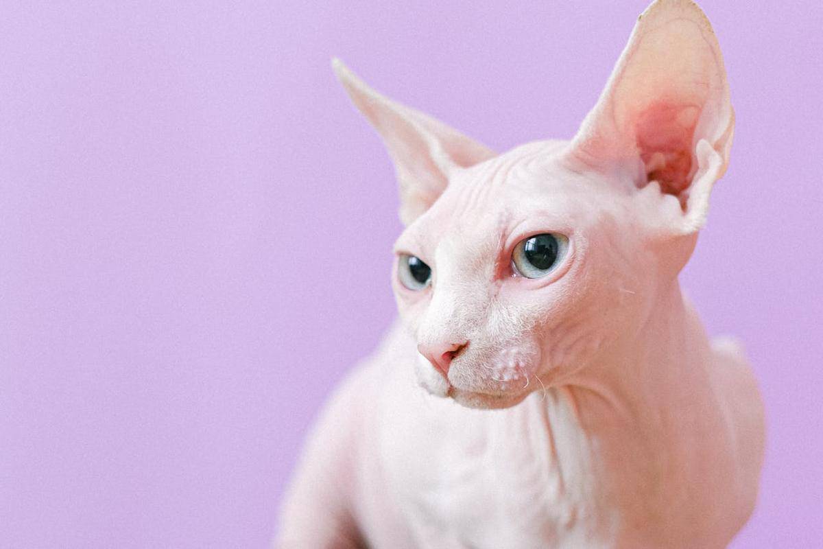 ilustrasi kucing Sphynx (pexels.com/Anna Shvets)