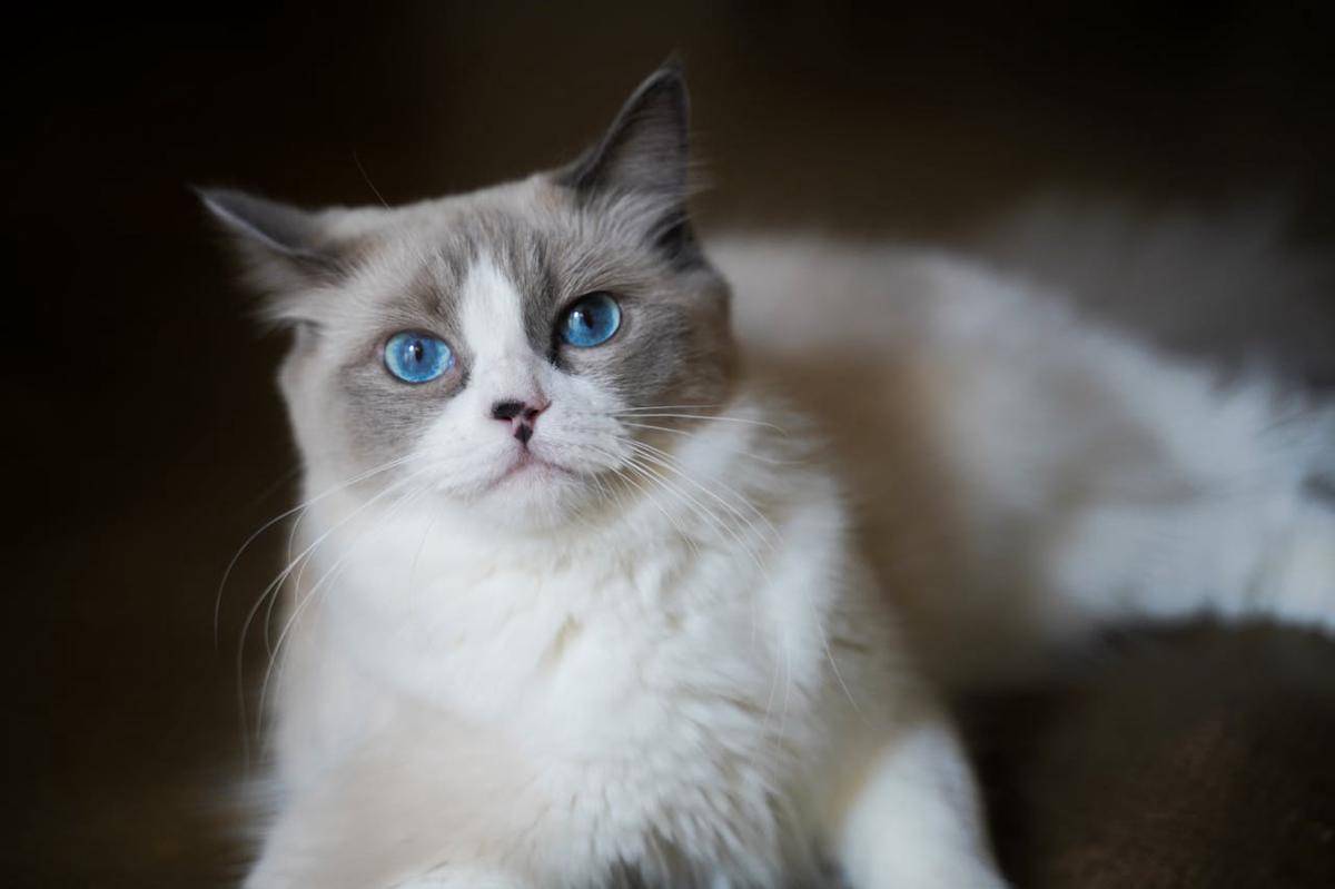ilustrasi kucing Ragdoll (pexels.com/Cats Coming)