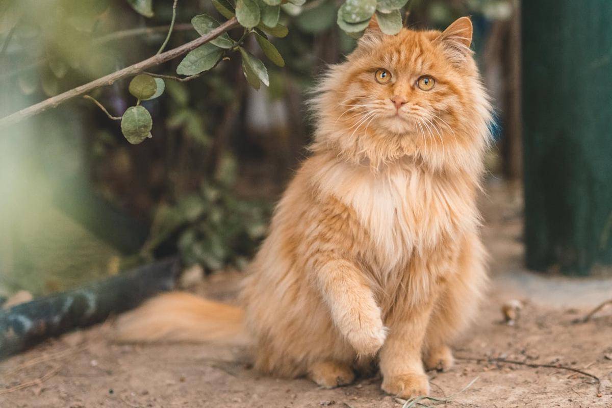 ilustrasi kucing Maine coon (pexels.com/zhang kaiyv)