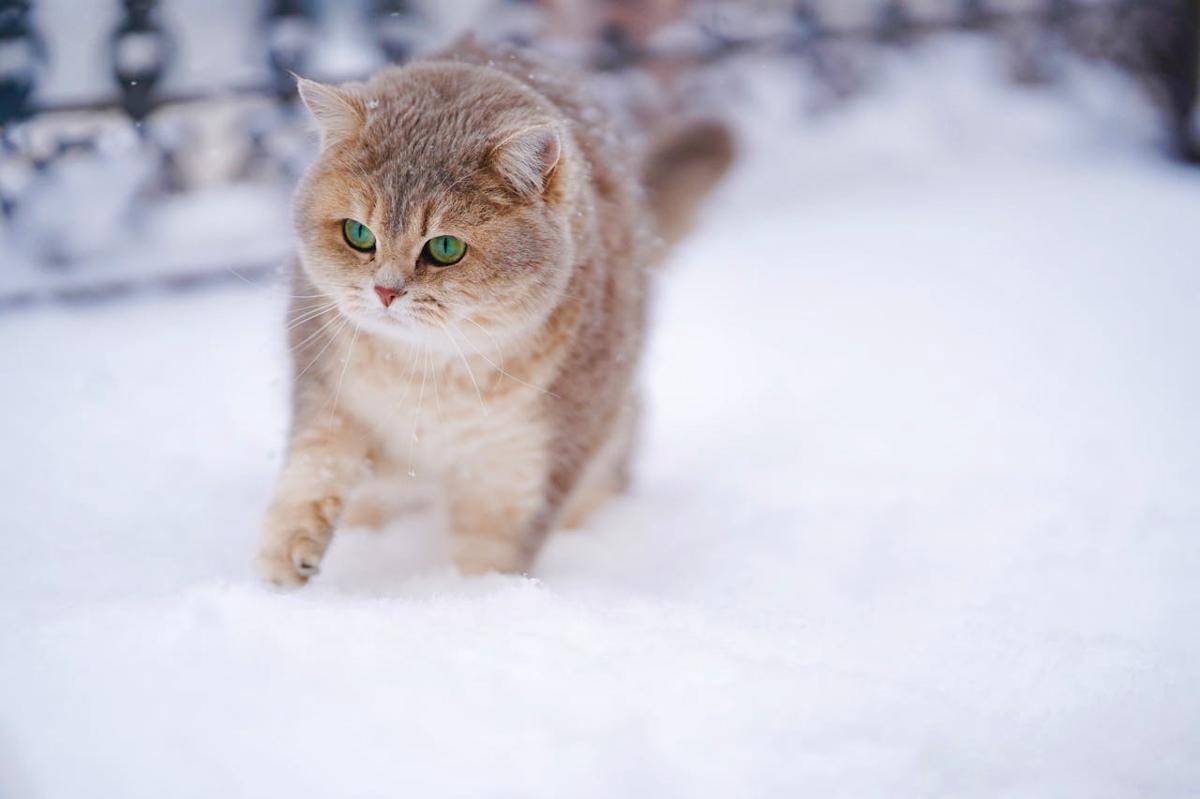 ilustrasi kucing BSH atau British shorthair (pexels.com/bearmax)