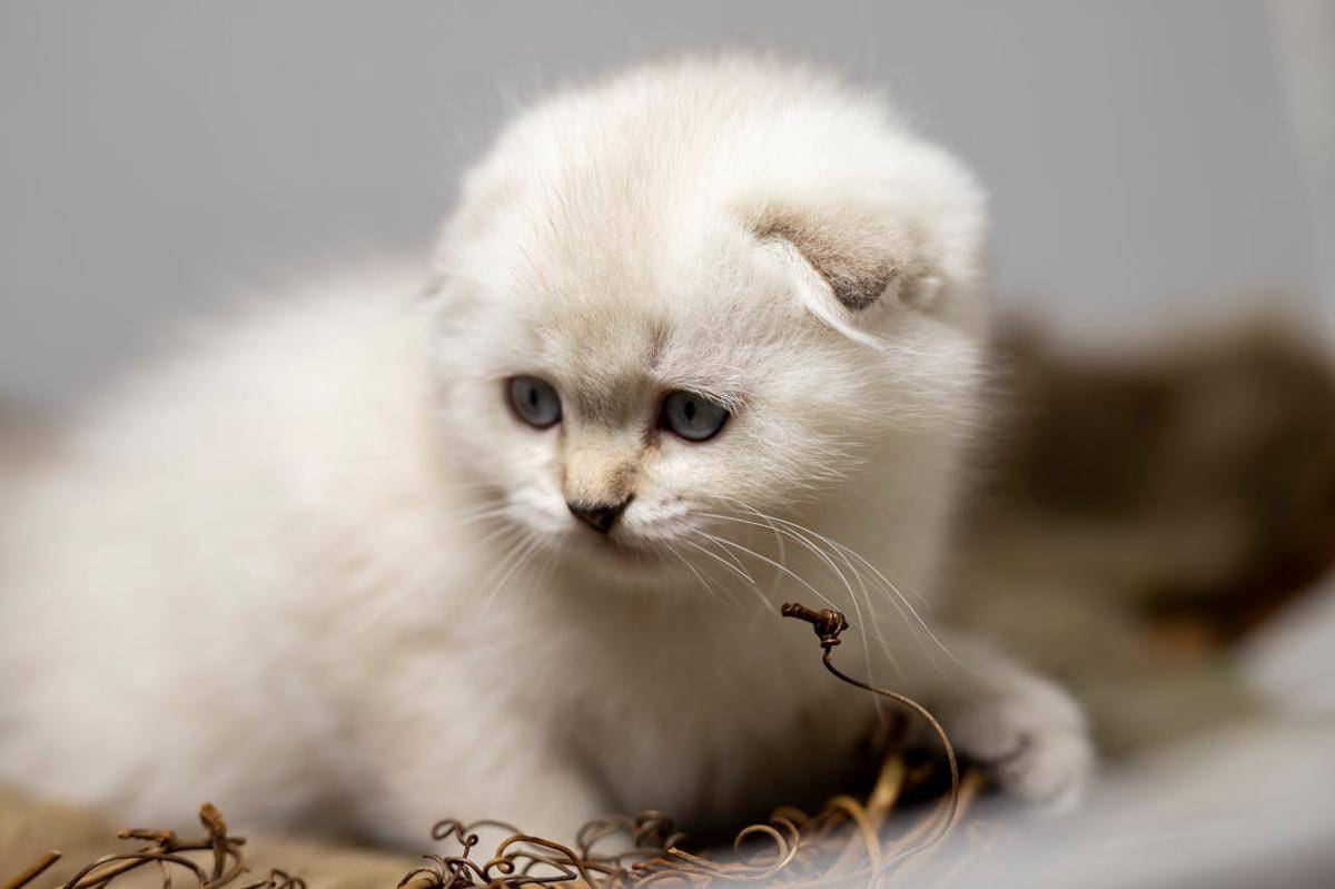 ilustrasi kucing Scottish fold (pexels.com/Zafer Erdoğan)