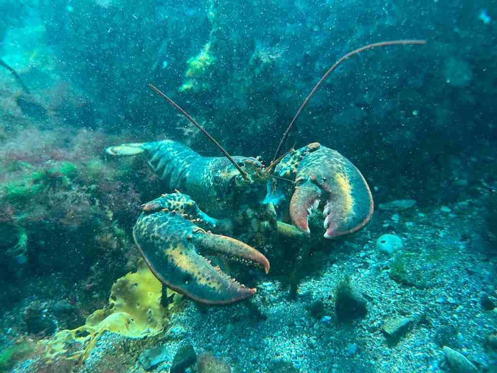 Ilustrasi lobster yang menggunakan bahasa cinta lewat urin (flickr.com/cabel25)