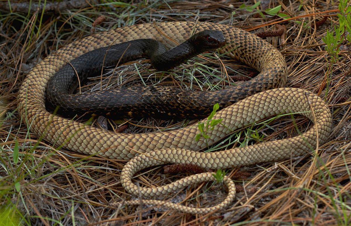 coachwhip (commons.wikimedia.org/Peter Paplanus)