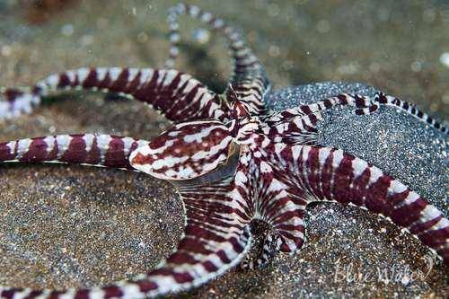 Ilustrasi gurita peniru dari Sulawesi (inaturalist.org/Kimberly Tripp Randal)