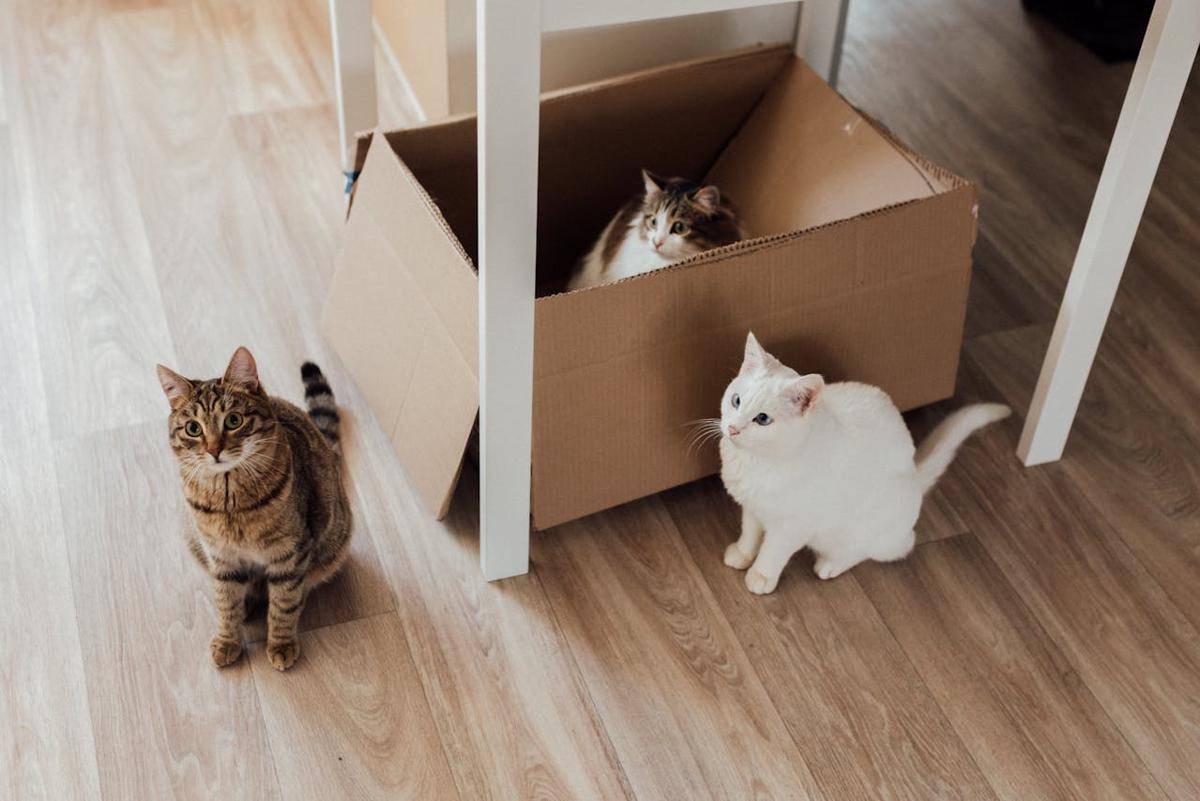 Potret tiga kucing lucu (pexels.com/Arina Krasnikova)  