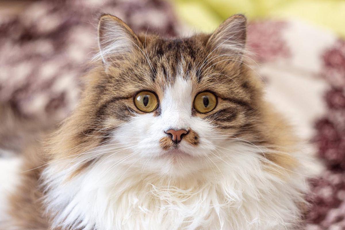 Potret kucing (pexels.com/lord_ photon)  