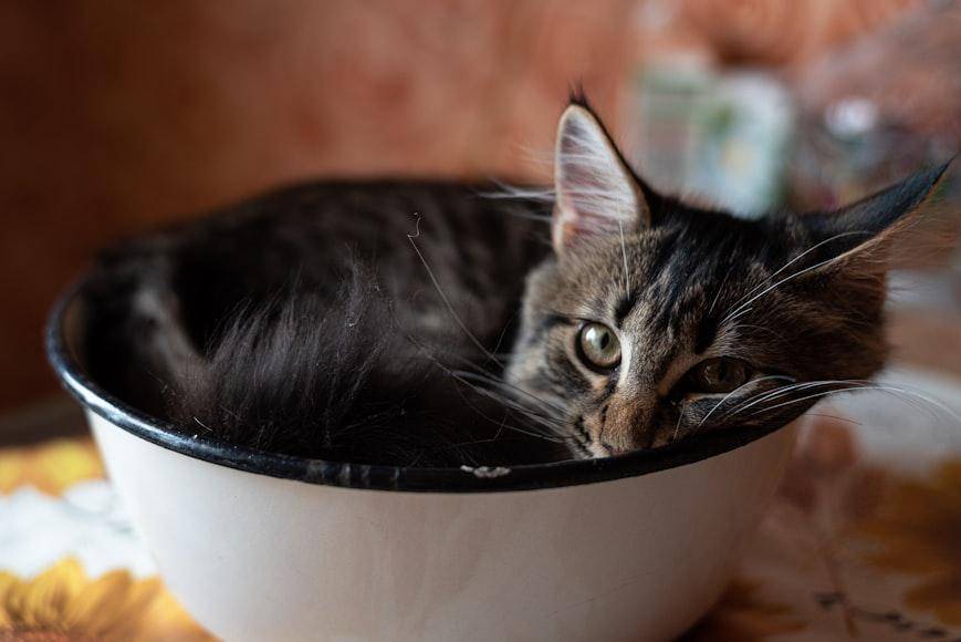 Potret kucing dalam mangkuk (unsplash.com/Vitali Adutskevich)  