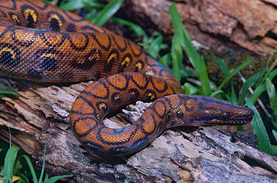 boa pelangi yang dipelihara di terarium (commons.wikimedia.org/Bernard DUPONT)