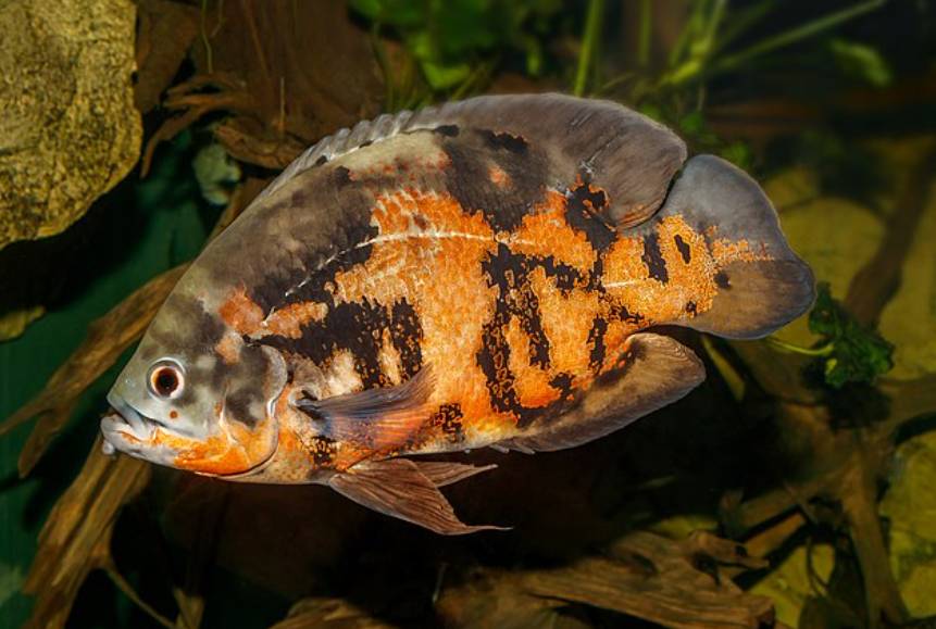 Ikan Oscar