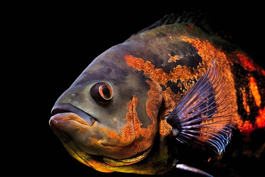 Ikan Oscar
