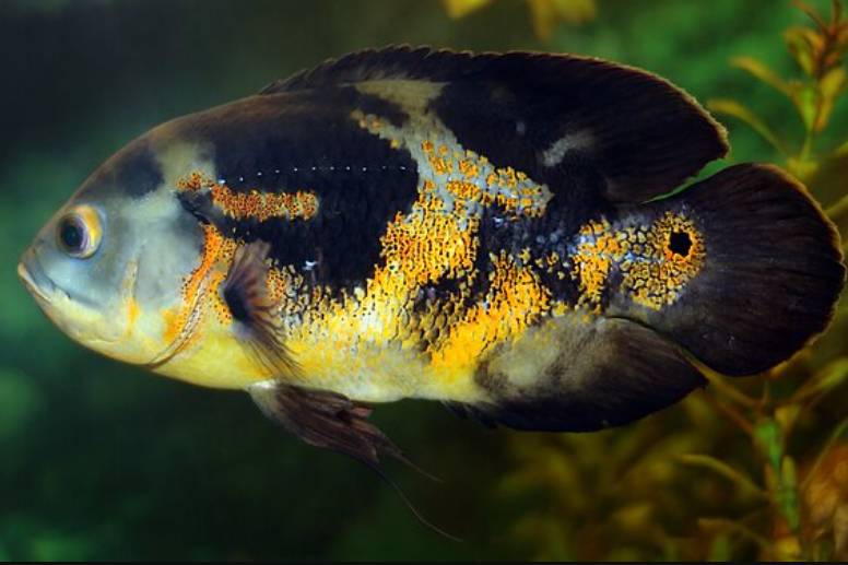Ikan Oscar