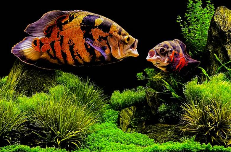 Ikan Oscar
