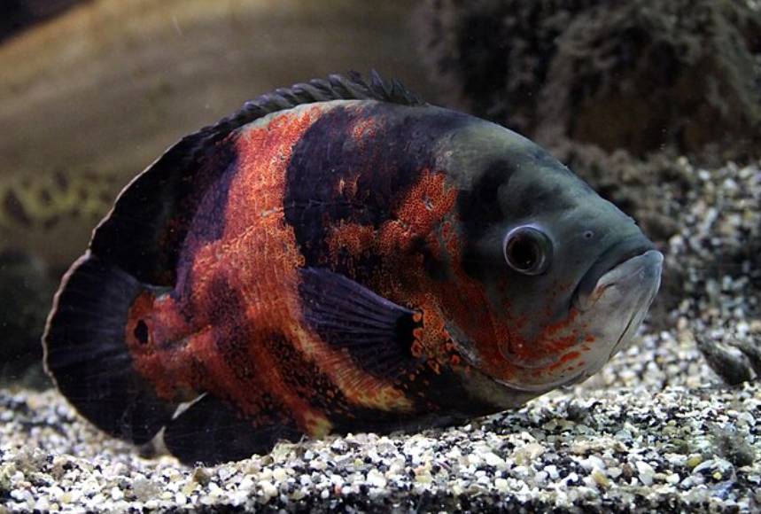 Ikan Oscar