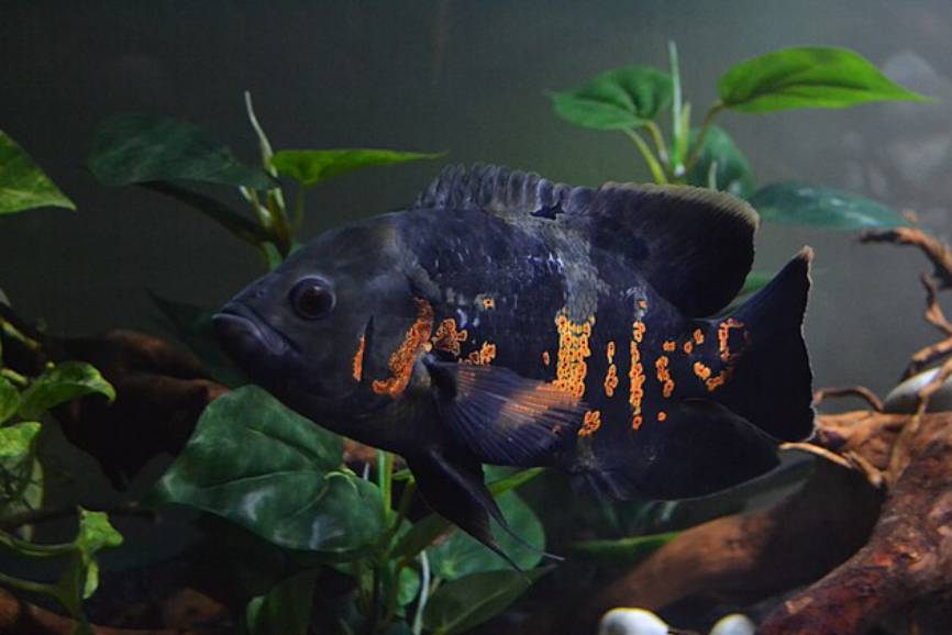 Ikan Oscar